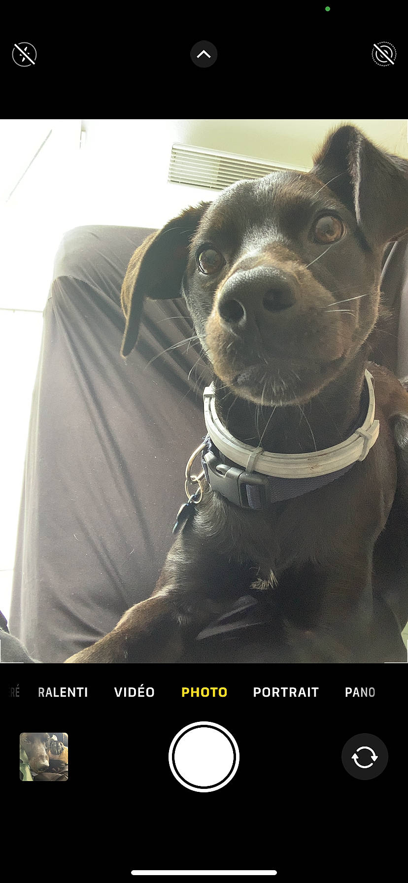 Despé participe au concours pour gagner de l'argent avec cette photo : canidae, carnivore, collar, companion_dog, dog, dog_breed, dog_collar, font, fur, guard_dog, leash, personal_protective_equipment, photo_caption, screenshot, snout, sporting_group, whiskers, white, working_animal, working_dog