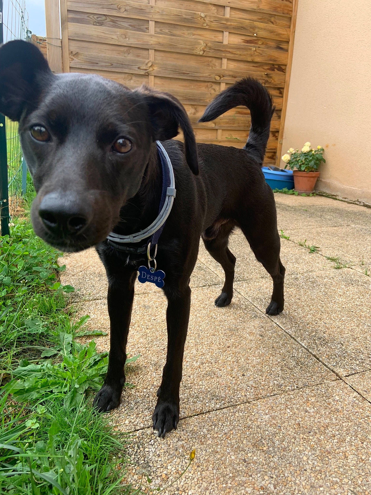 Despé a rejoint le concours — aidez-le/la à gagner de superbes lots ! borador, canidae, carnivore, collar, companion_dog, dog, dog_breed, dog_collar, dog_supply, fawn, flowerpot, houseplant, leash, pet_supply, plant, snout, sporting_group, tail, whiskers, working_animal