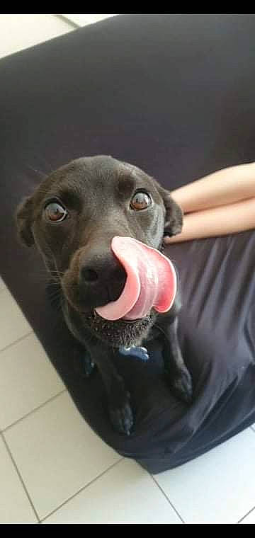 Despé participe au concours pour gagner de l'argent avec cette photo : borador, canidae, carnivore, comfort, companion_dog, dog, dog_breed, fang, fawn, foot, fur, gun_dog, jaw, non_sporting_group, snout, sporting_group, sports_toy, terrestrial_animal, whiskers, working_animal