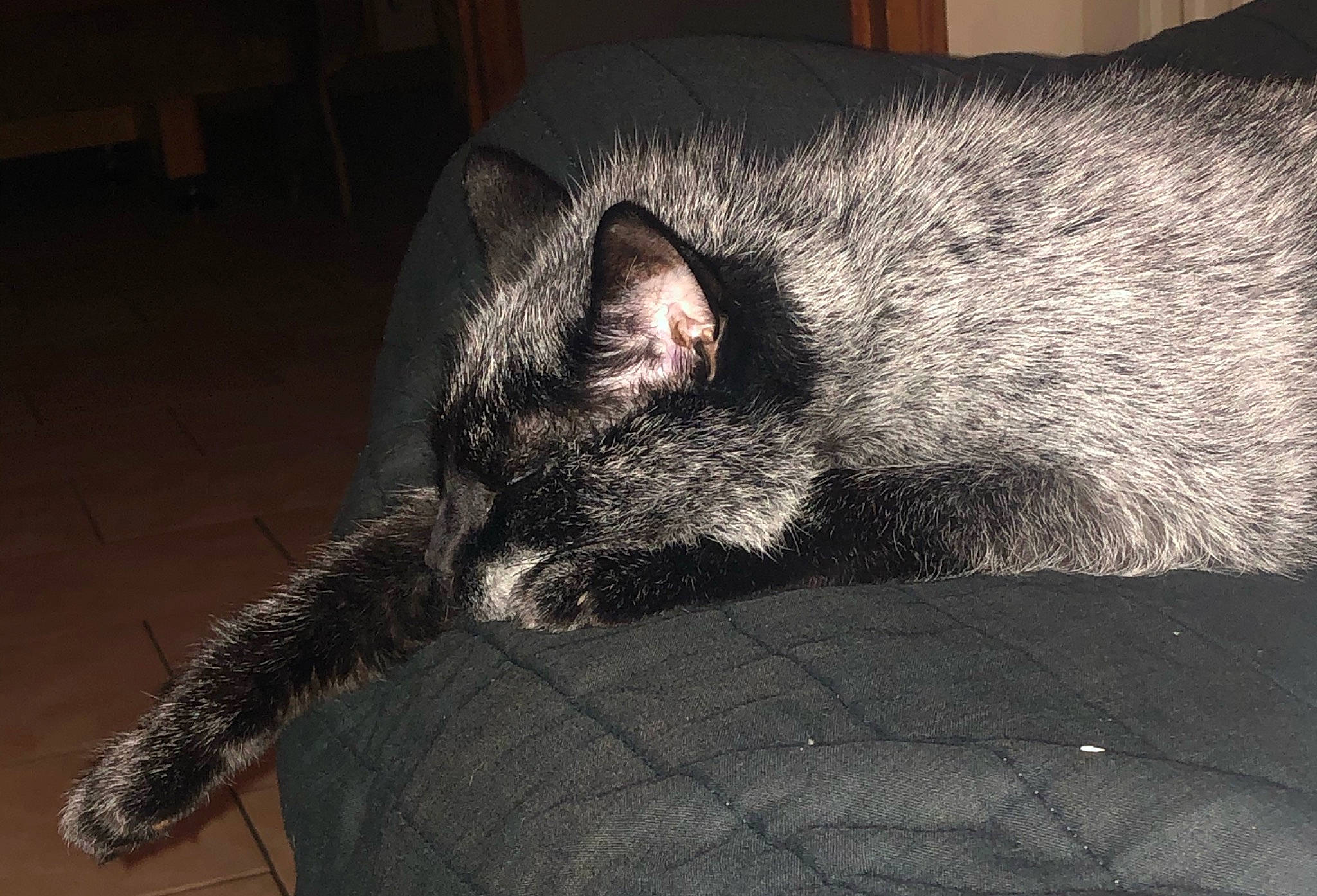 Kym a rejoint le concours — aidez-le/la à gagner de superbes lots ! black_cat, carnivore, cat, claw, comfort, darkness, domestic_short_haired_cat, ear, felidae, foot, fur, grey, nap, paw, sleep, small_to_medium_sized_cats, snout, tail, terrestrial_animal, whiskers
