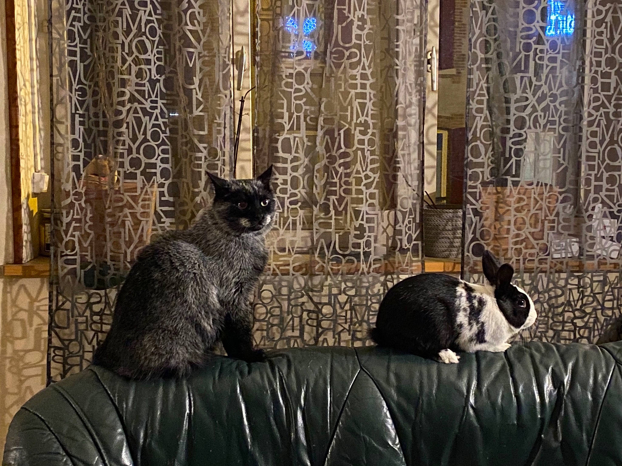 Kym a rejoint le concours — aidez-le/la à gagner de superbes lots ! black, black_cat, bombay, carnivore, cat, comfort, darkness, domestic_short_haired_cat, felidae, fur, grass, grey, linens, room, small_to_medium_sized_cats, snout, tail, terrestrial_animal, textile, whiskers