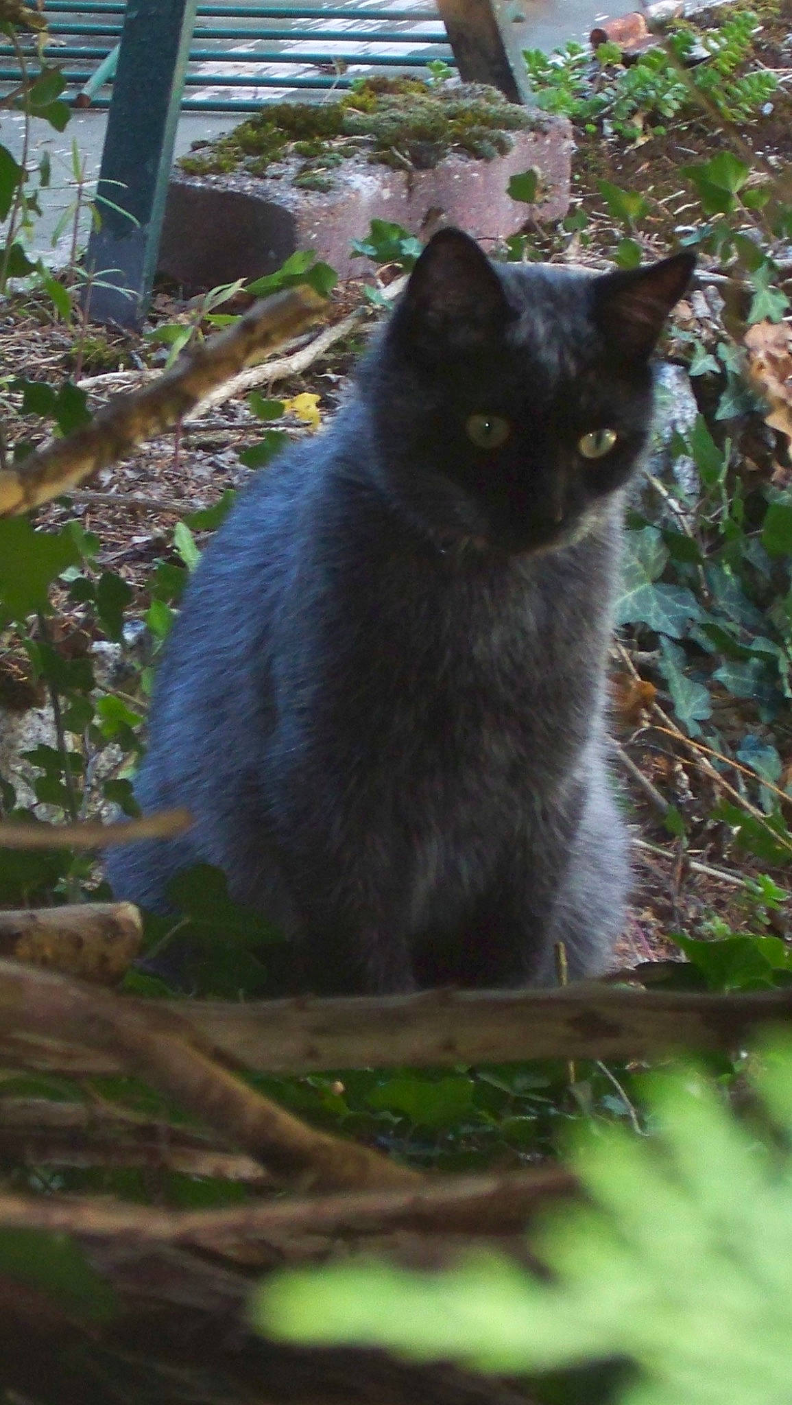 Kym participe au concours pour gagner de l'argent avec cette photo : black_cat, carnivore, cat, domestic_short_haired_cat, felidae, fur, grass, grey, groundcover, light, plant, small_to_medium_sized_cats, tail, terrestrial_animal, tree, trunk, twig, whiskers, window, wood