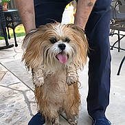 Sonny is registered to the contest to win money with this photo: dog, fluffy_dog, muddy_dog, pet, outdoor, person, legs, blue_pants, blue_shoes, stone_patio, happy_dog, tongue_out, playing, animal, holding, fur, paw, sunlight, garden, fence