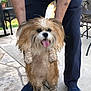 dog, fluffy_dog, muddy_dog, pet, outdoor, person, legs, blue_pants, blue_shoes, stone_patio, happy_dog, tongue_out, playing, animal, holding, fur, paw, sunlight, garden, fence