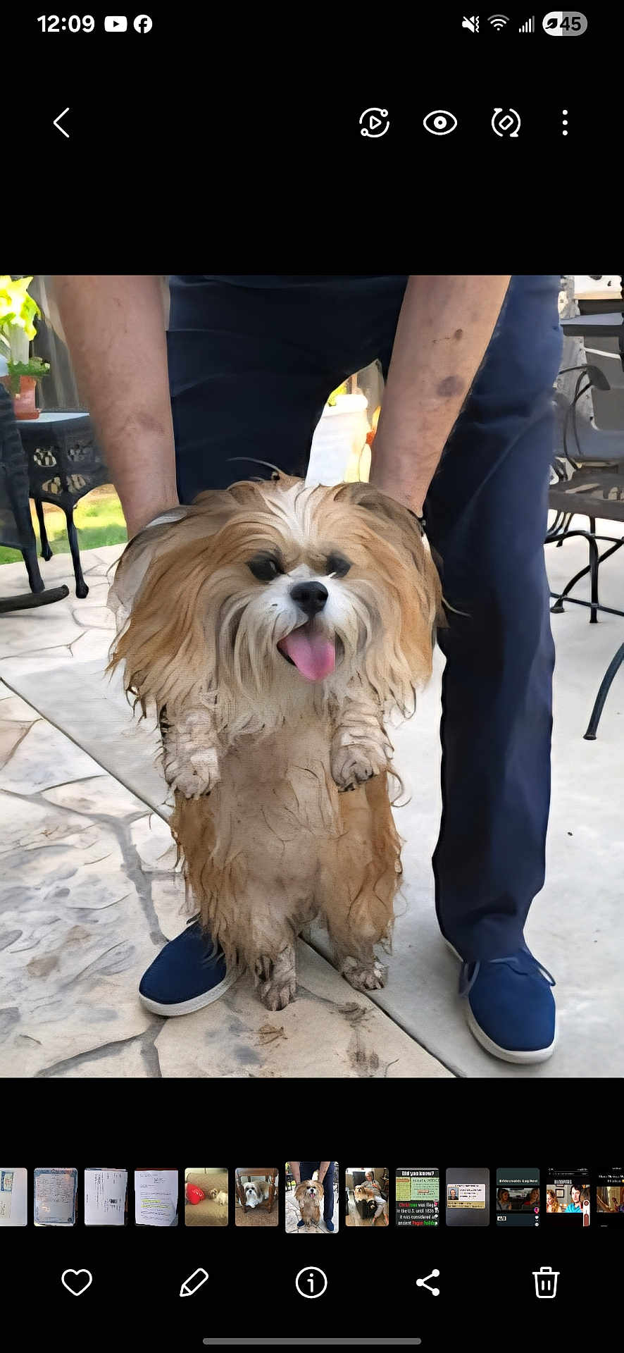 Sonny is registered to the contest to win money with this photo: dog, fluffy_dog, muddy_dog, pet, outdoor, person, legs, blue_pants, blue_shoes, stone_patio, happy_dog, tongue_out, playing, animal, holding, fur, paw, sunlight, garden, fence