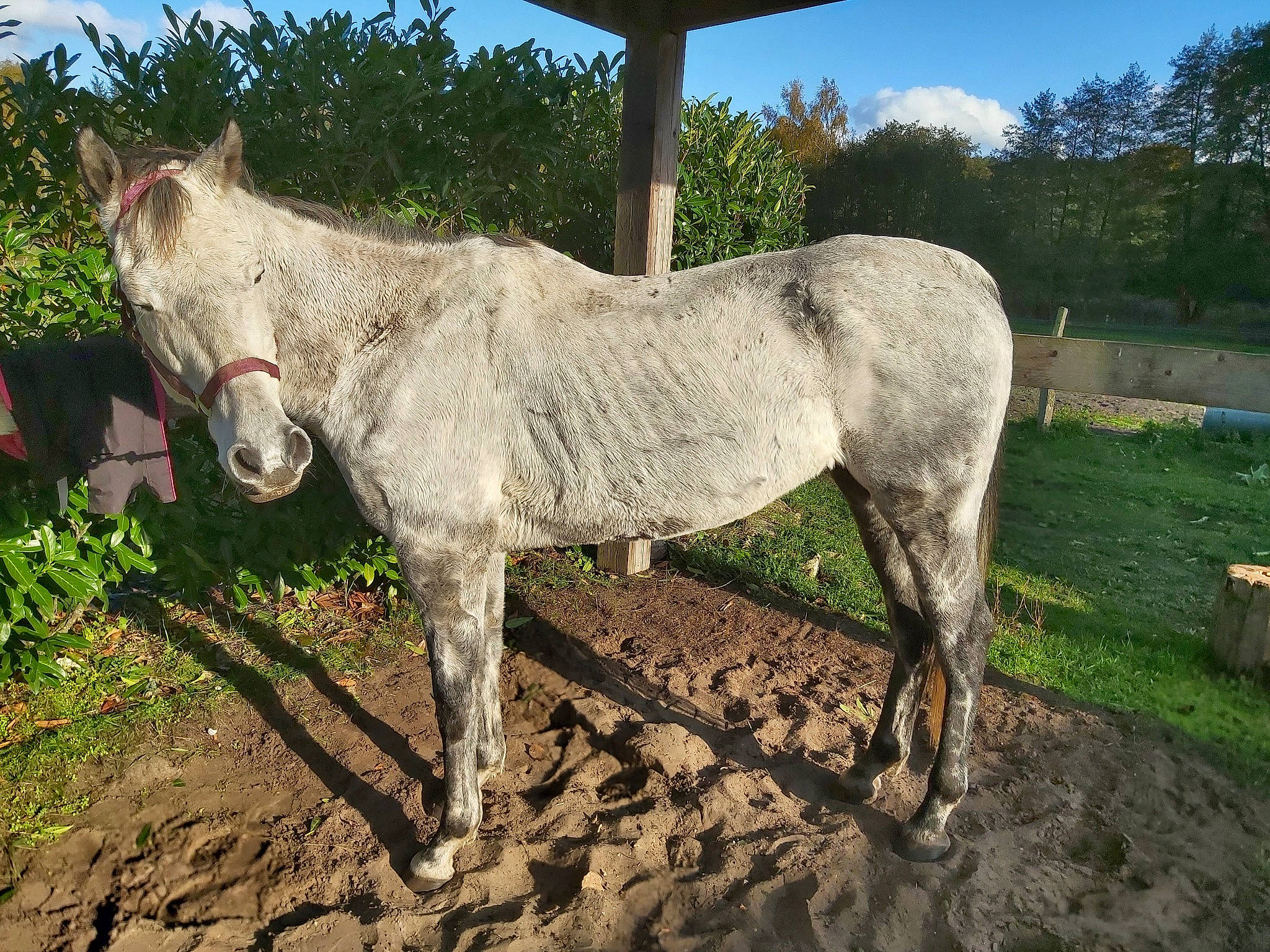 Free participe au concours pour gagner de l'argent avec cette photo : burro, colt, fawn, horse, livestock, mammal, mane, mare, pack_animal, rural_area, snout, stallion, terrestrial_animal, vertebrate