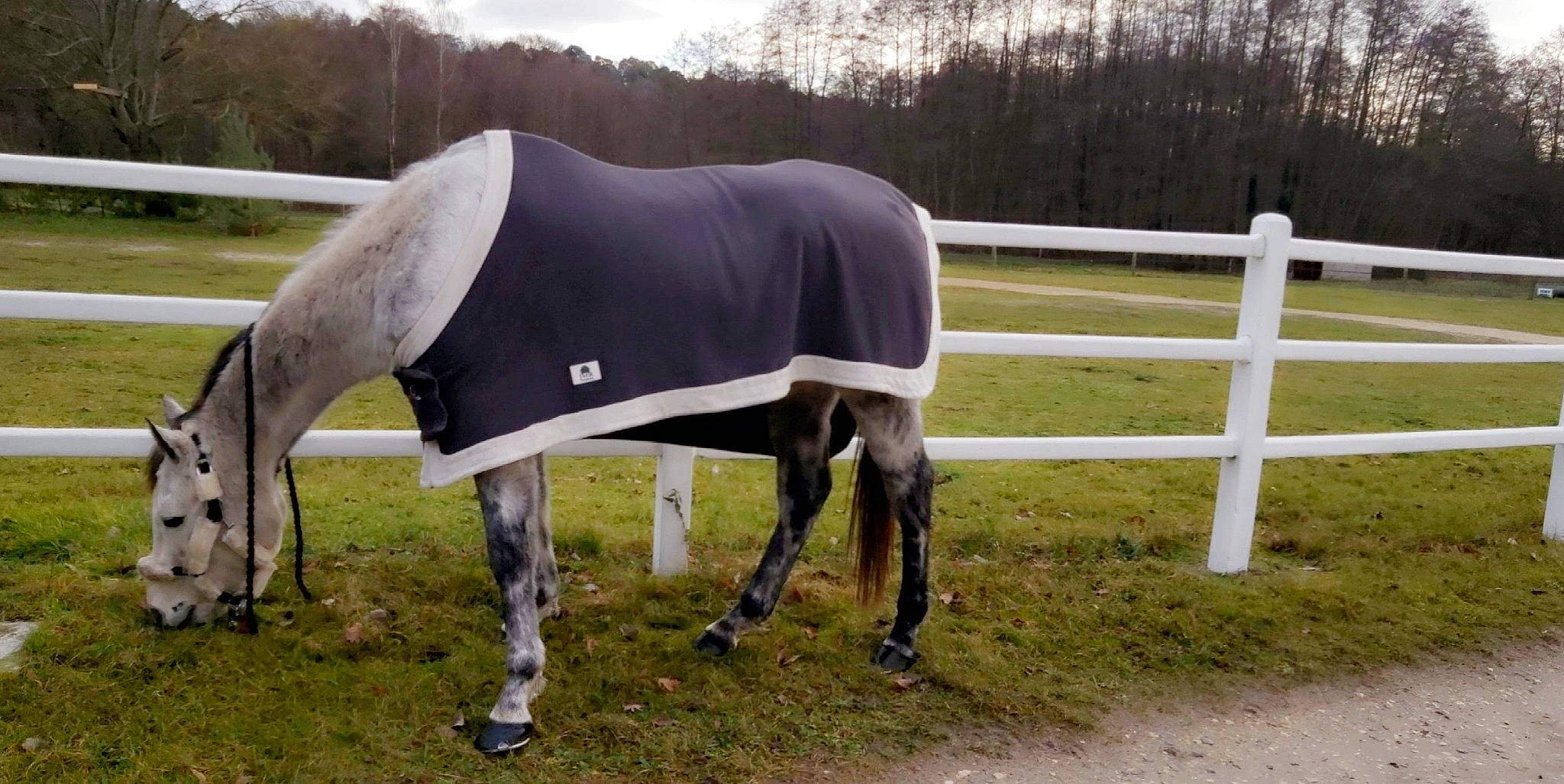 Free participe au concours pour gagner de l'argent avec cette photo : grazing, horse, horse_supplies, livestock, mammal, mane, mare, mustang_horse, pasture, snout, stallion, vertebrate