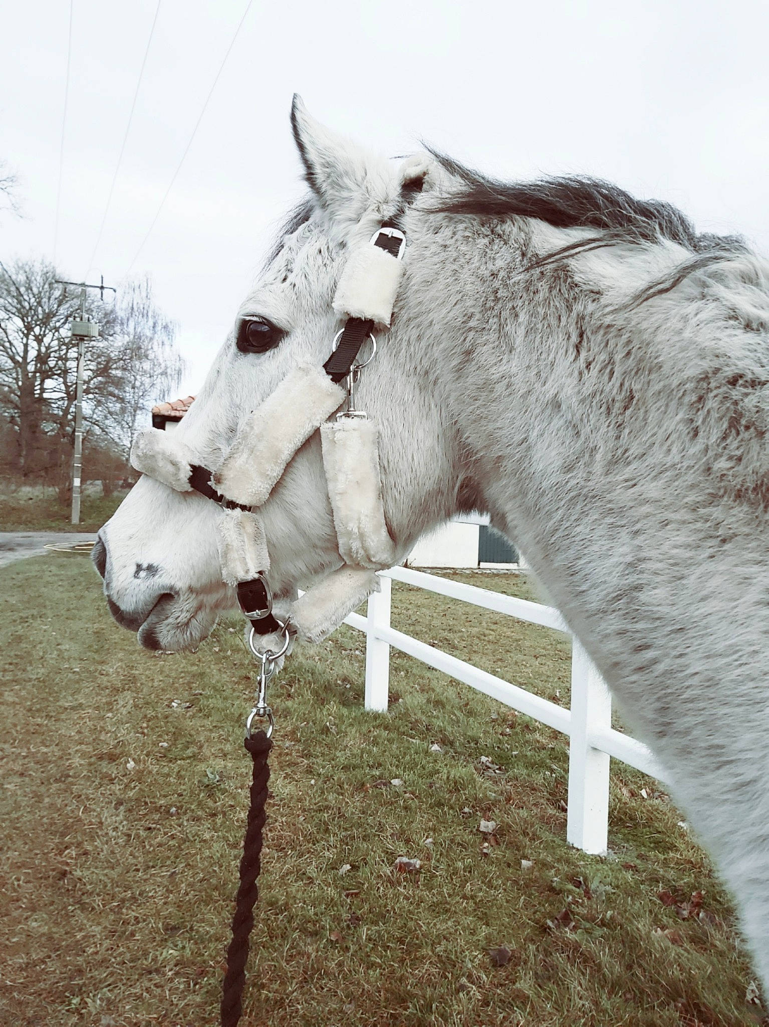 Free a rejoint le concours — aidez-le/la à gagner de superbes lots ! bovine, bridle, eye, horse, horse_tack, livestock, mammal, mane, mare, pack_animal, pasture, plant, sky, snout, snow, winter, working_animal