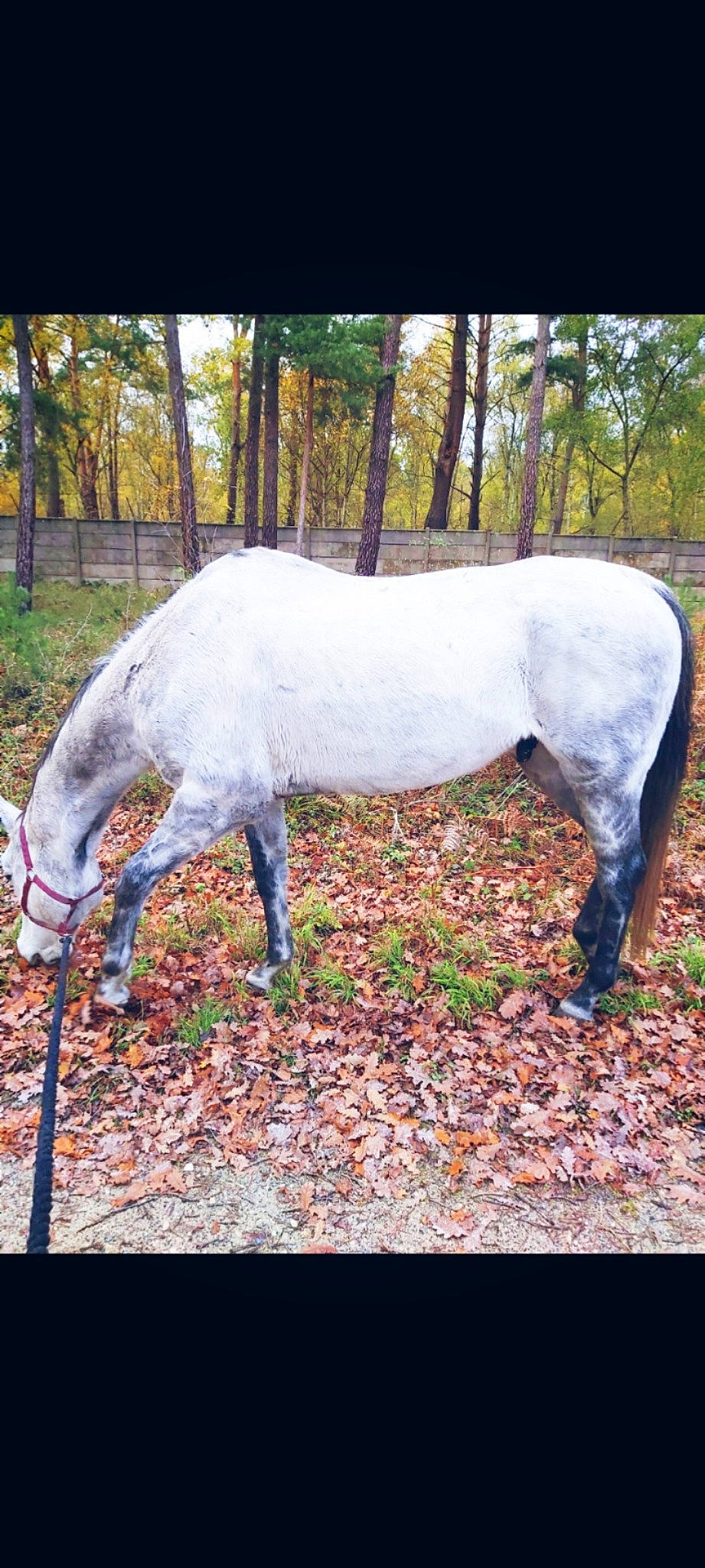 Free a rejoint le concours — aidez-le/la à gagner de superbes lots ! grazing, horse, livestock, mammal, mane, mare, pasture, plant, pony, stallion, tail, vertebrate