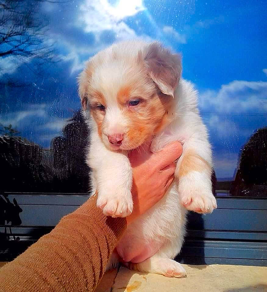 Lexou a rejoint le concours — aidez-le/la à gagner de superbes lots ! australian_shepherd, canidae, carnivore, companion_dog, dog, dog_breed, fawn, mammal, miniature_australian_shepherd, puppy, puppy_love, small_greek_domestic_dog, sporting_group, vertebrate