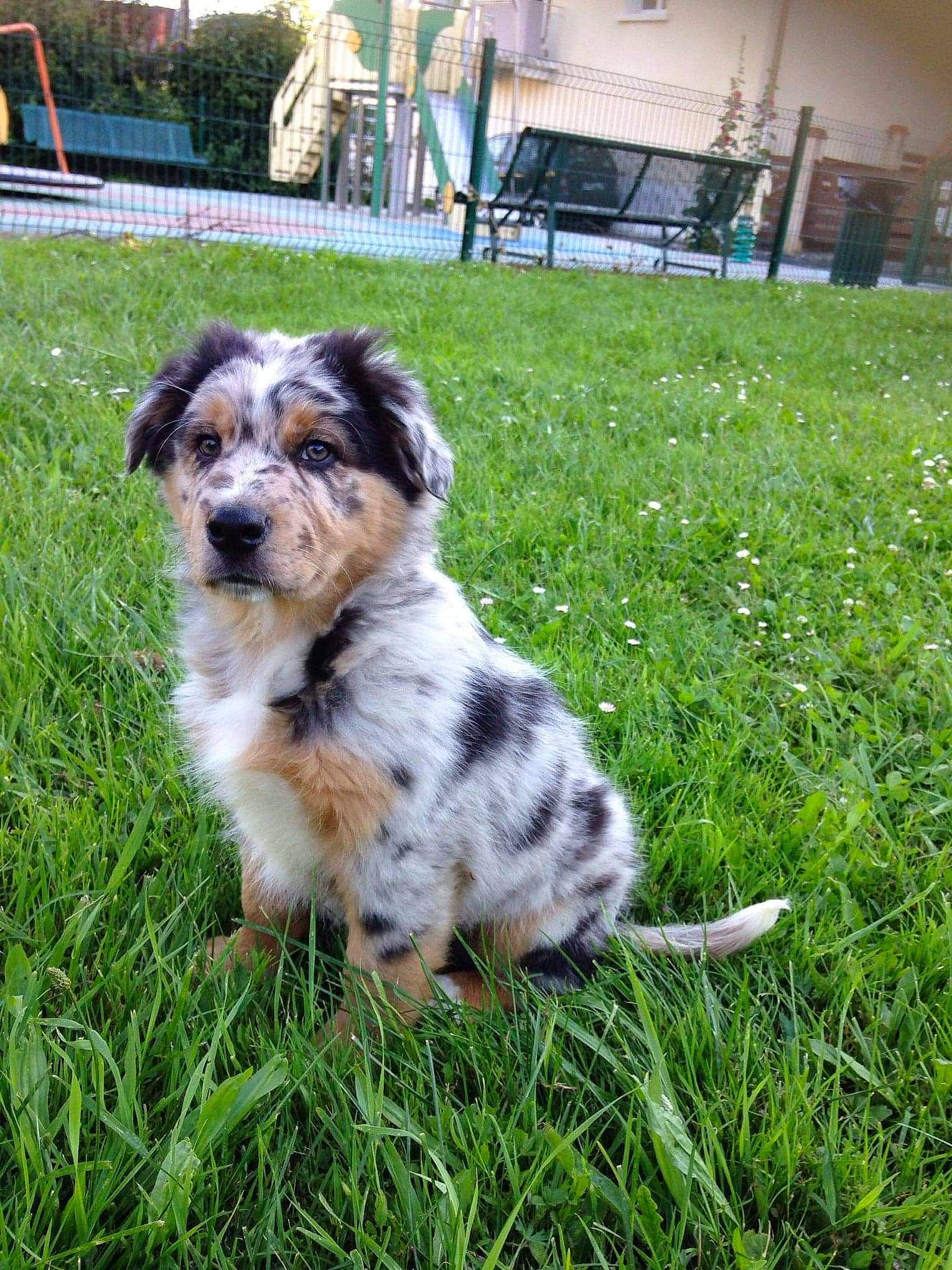 Rex participe au concours pour gagner de l'argent avec cette photo : australian_collie, australian_shepherd, canidae, carnivore, companion_dog, dog, dog_breed, grass, herding_dog, mammal, miniature_australian_shepherd, puppy, rare_breed_dog, sporting_group, texas_heeler, vertebrate, working_dog