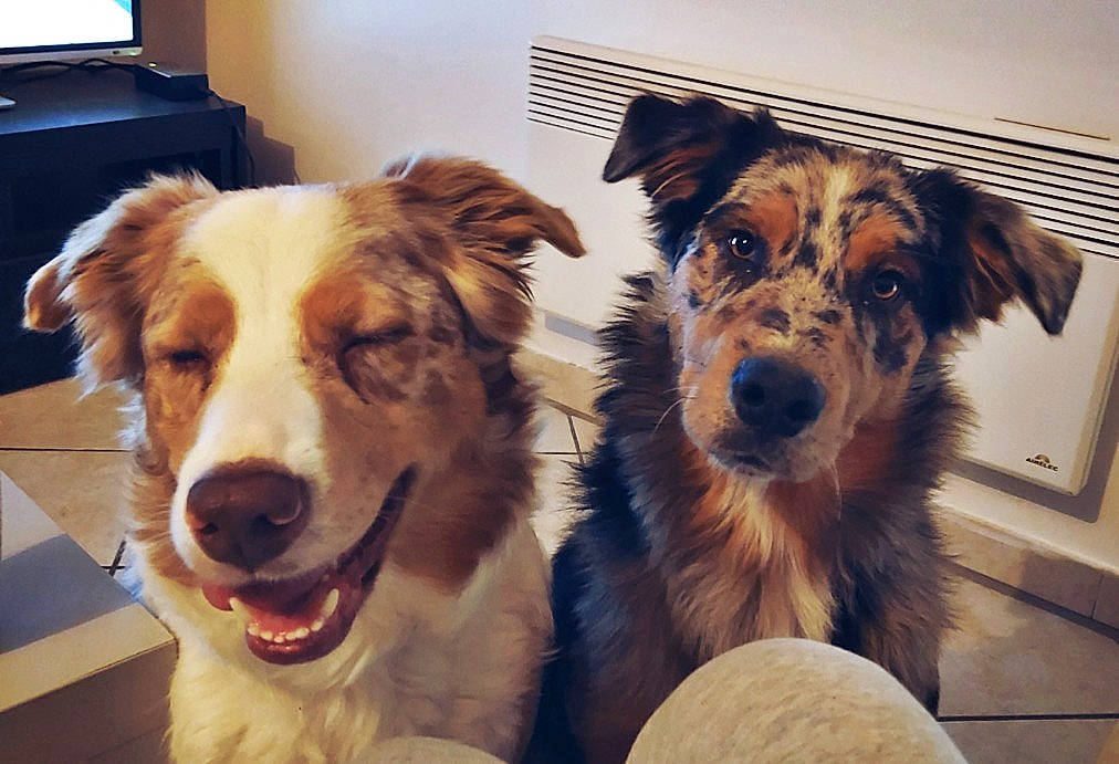 Rex participe au concours pour gagner de l'argent avec cette photo : aidi, australian_collie, australian_shepherd, basque_shepherd_dog, border_collie, canidae, carnivore, companion_dog, dog, dog_breed, herding_dog, mammal, miniature_australian_shepherd, rare_breed_dog, snout, sporting_group, vertebrate, welsh_sheepdog, whiskers, working_dog