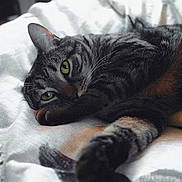 Hazel joined the competition — help win amazing prizes! animal, bed, blanket, cat, close_up, cozy, cute, feline, fur, green_eyes, indoor, lying_down, paw, pet, relaxed, resting, soft, striped, tabby, whiskers
