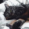 animal, bed, blanket, cat, close_up, cozy, cute, feline, fur, green_eyes, indoor, lying_down, paw, pet, relaxed, resting, soft, striped, tabby, whiskers