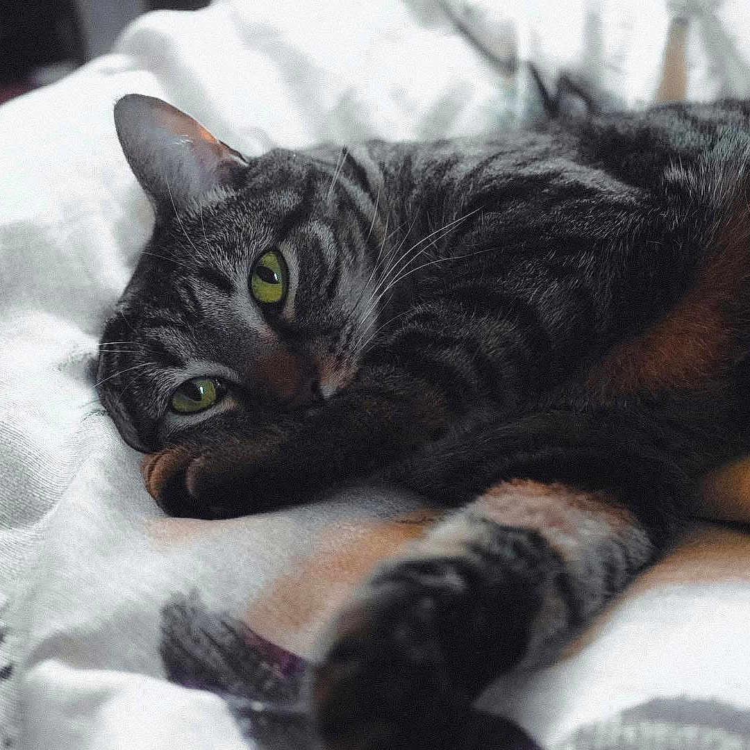 Hazel