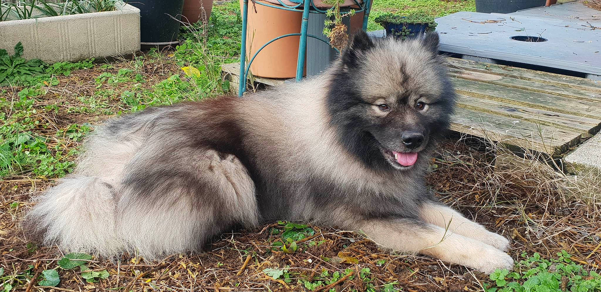 Mowgli a rejoint le concours — aidez-le/la à gagner de superbes lots ! ancient_dog_breeds, canidae, carnivore, companion_dog, dog, dog_breed, fawn, fur, german_spitz, german_spitz_klein, german_spitz_mittel, grass, keeshond, non_sporting_group, plant, snout, spitz, sporting_group, working_animal, working_dog