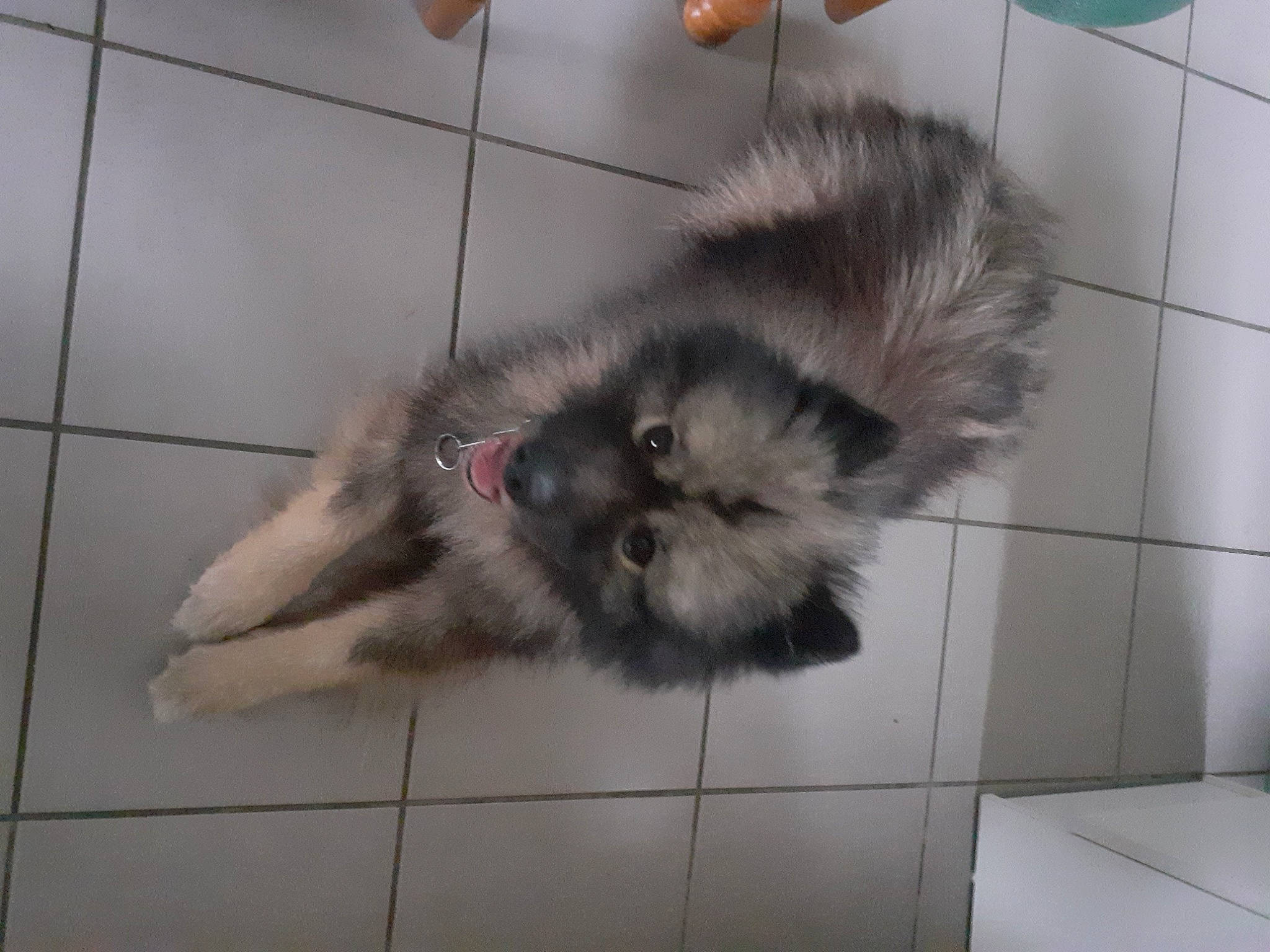 Mowgli participe au concours pour gagner de l'argent avec cette photo : canidae, carnivore, cat, claw, companion_dog, dog_breed, fawn, felidae, floor, flooring, fur, liver, paw, small_to_medium_sized_cats, snout, sporting_group, tail, terrestrial_animal, tile_flooring, whiskers