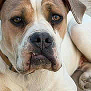 Brutus is registered to the contest to win money with this photo: dog, close_up, portrait, brown_eyes, white_fur, brown_fur, lying_down, outdoor, animal, pet, canine, snout, ears, collar, paw, expression, muzzle, fur_texture, resting, cute