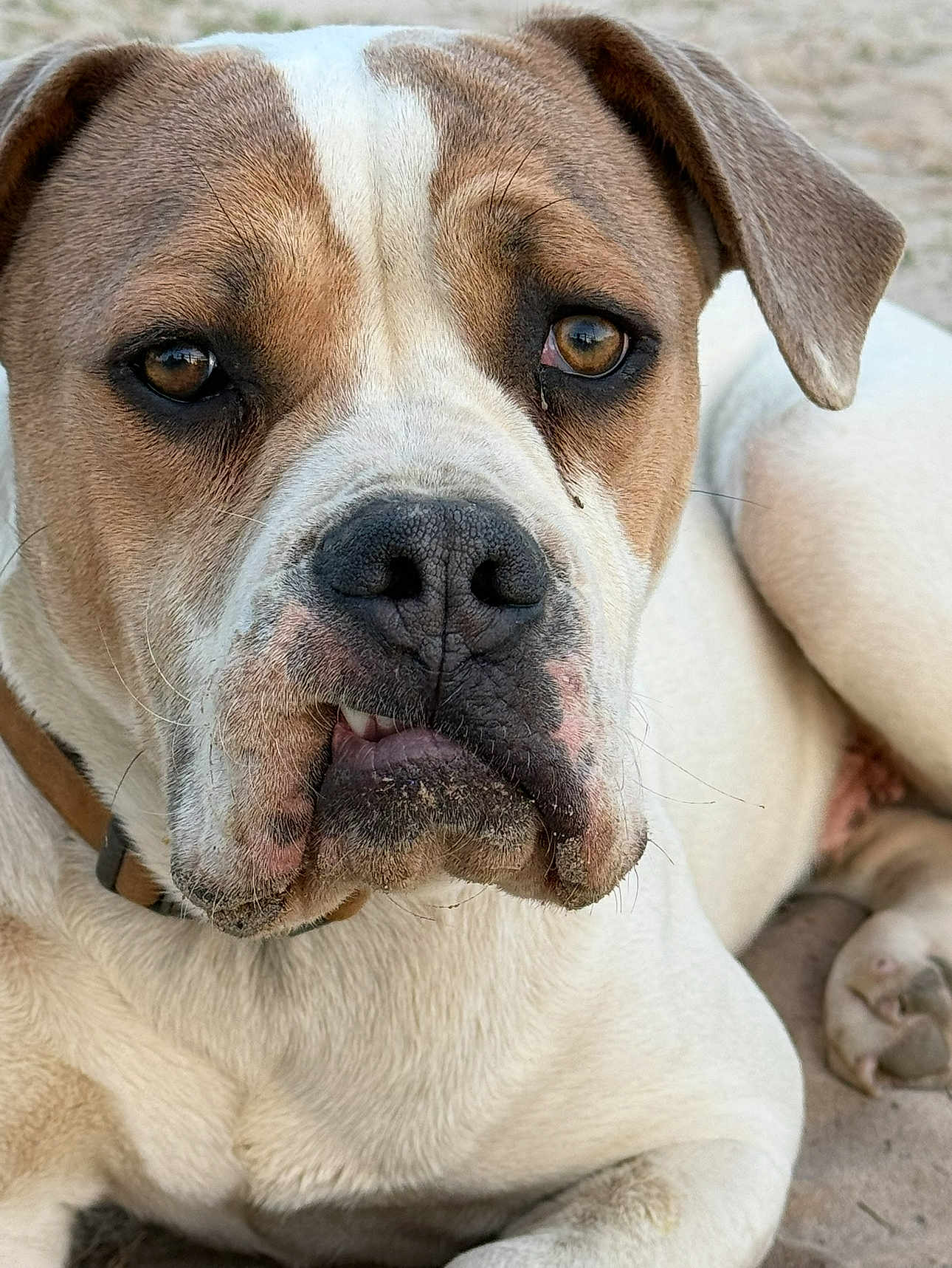 Brutus