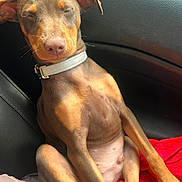 Murphy is registered to the contest to win money with this photo: brown_fur, car_interior, closeup, collar, cozy, dog, ears, leather_seat, paws, portrait, puppy, red_blanket, relaxed, seat, sitting, sleeping, snout, sunlight, tan_markings, whiskers