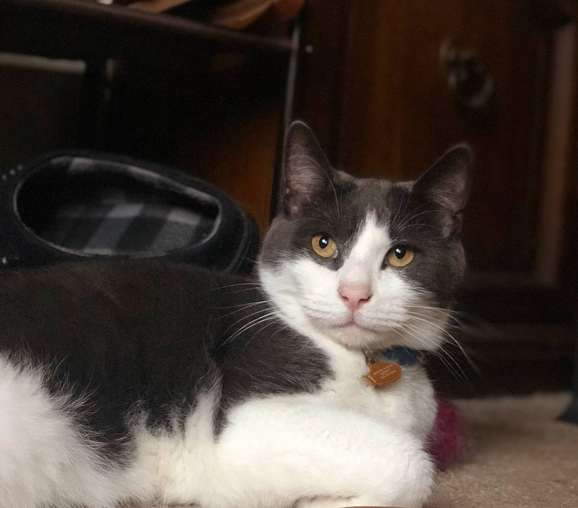 Arby is registered to the contest to win money with this photo: box, carnivore, cat, domestic_short_haired_cat, felidae, fur, paw, small_to_medium_sized_cats, snout, tail, whiskers, window