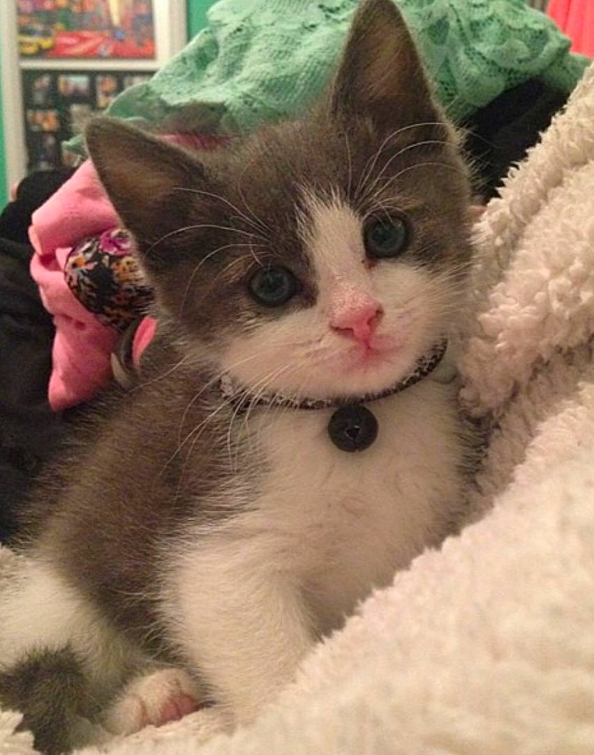 Arby is registered to the contest to win money with this photo: carnivore, cat, claw, comfort, domestic_short_haired_cat, eye, fawn, felidae, foot, fur, paw, plant, shelf, small_to_medium_sized_cats, snout, tail, whiskers, window