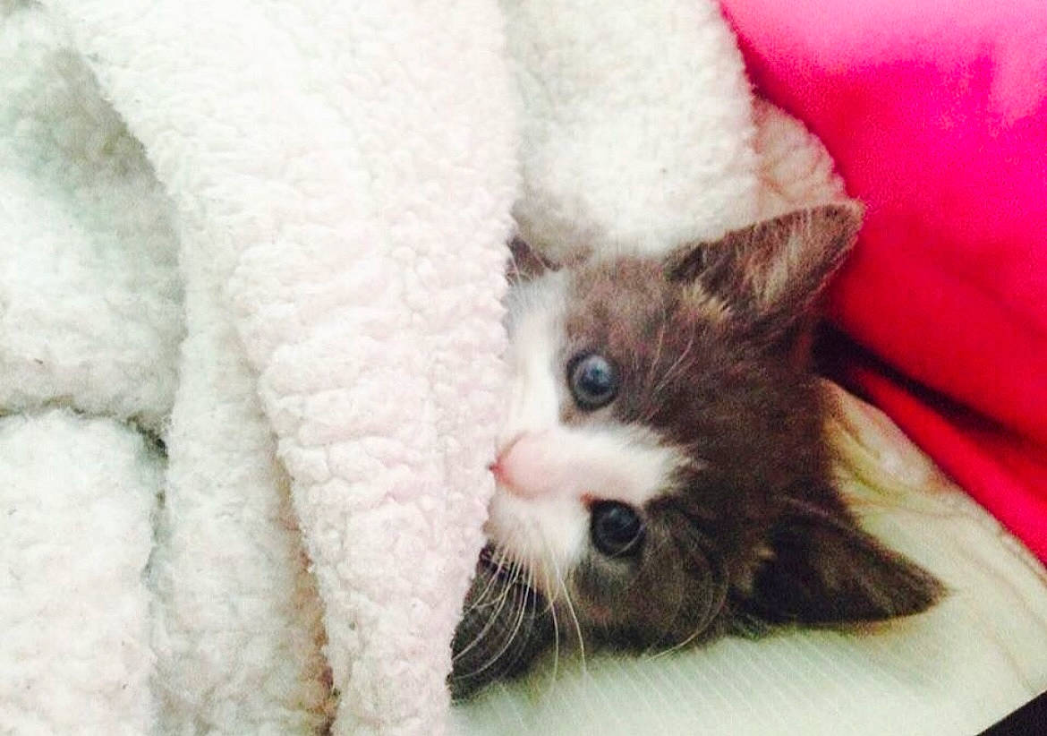 Arby is registered to the contest to win money with this photo: carnivore, cat, cat_supply, claw, close_up, comfort, domestic_short_haired_cat, eye, fawn, felidae, fur, nap, paw, small_to_medium_sized_cats, snout, tail, whiskers