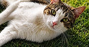 Athéna participe au concours pour gagner de l'argent avec cette photo : animal, cat, closeup, curious, daylight, ears, feline, grass, green_eyes, lying_down, mammal, nature, outdoor, pet, pink_nose, relaxed, sunlight, tabby_cat, whiskers, white_cat