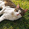 animal, cat, closeup, curious, daylight, ears, feline, grass, green_eyes, lying_down, mammal, nature, outdoor, pet, pink_nose, relaxed, sunlight, tabby_cat, whiskers, white_cat