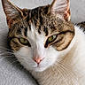 Athéna participe au concours pour gagner de l'argent avec cette photo : cat, tabby_cat, close_up, portrait, green_eyes, pink_nose, whiskers, fur, resting, gray_surface, domestic_cat, animal, pet, cute, feline, indoor, calm, soft_texture, mammal, relaxed