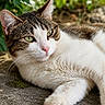 cat, tabby_cat, white_fur, green_eyes, outdoor, sunlight, relaxed, animal, pet, feline, nature, leaf, whiskers, closeup, resting, fur_texture, pink_nose, paw, ground, portrait