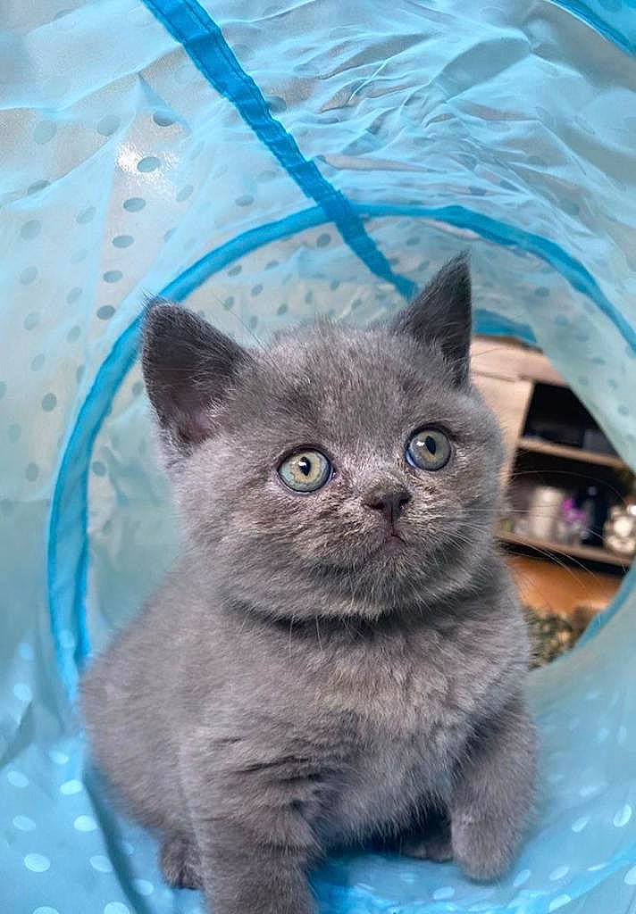 Lando is registered to the contest to win money with this photo: carnivore, cat, cat_supply, domestic_short_haired_cat, electric_blue, fawn, felidae, fur, grey, iris, russian_blue, small_to_medium_sized_cats, snout, terrestrial_animal, whiskers, window