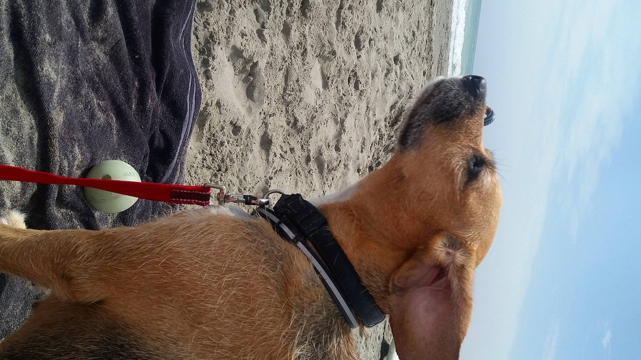 Ody participe au concours pour gagner de l'argent avec cette photo : canidae, carnivore, collar, dog_breed, fawn, landscape, liver, mare, pack_animal, pet_supply, plant, sky, snout, sorrel, sporting_group, stallion, terrestrial_animal, water, wildlife, working_animal