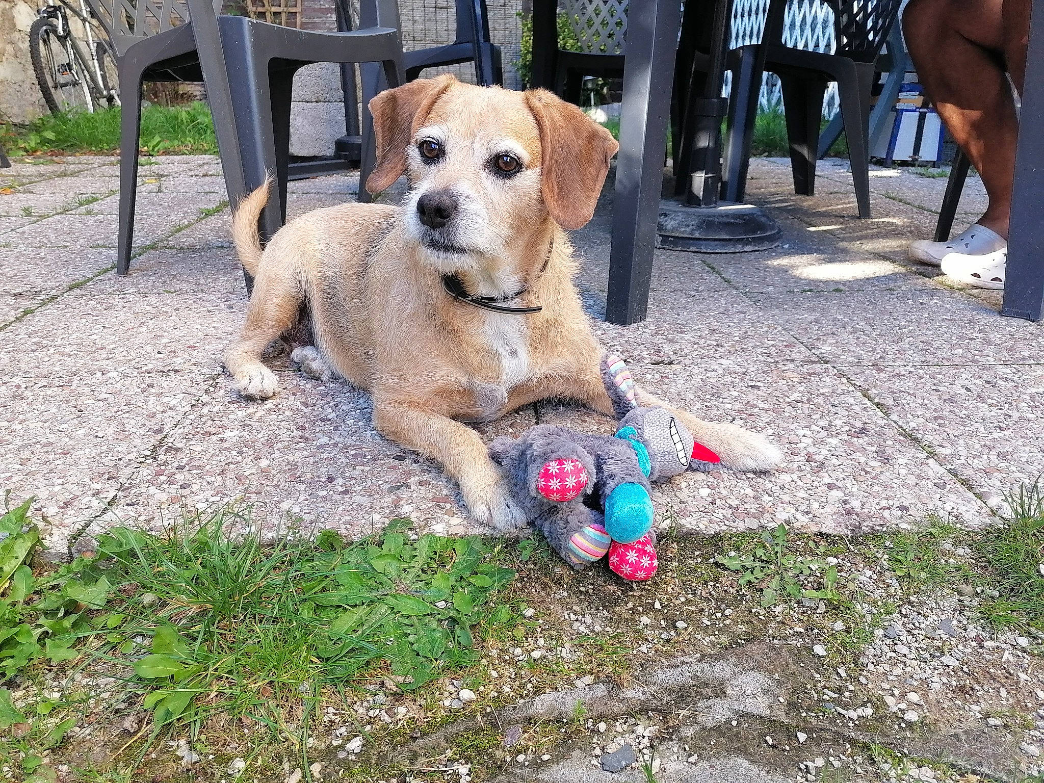 Ody participe au concours pour gagner de l'argent avec cette photo : ball, canidae, carnivore, chair, collar, companion_dog, dog, dog_breed, dog_supply, fawn, foot, grass, leash, leisure, non_sporting_group, plant, sidewalk, soil, sporting_group, tail