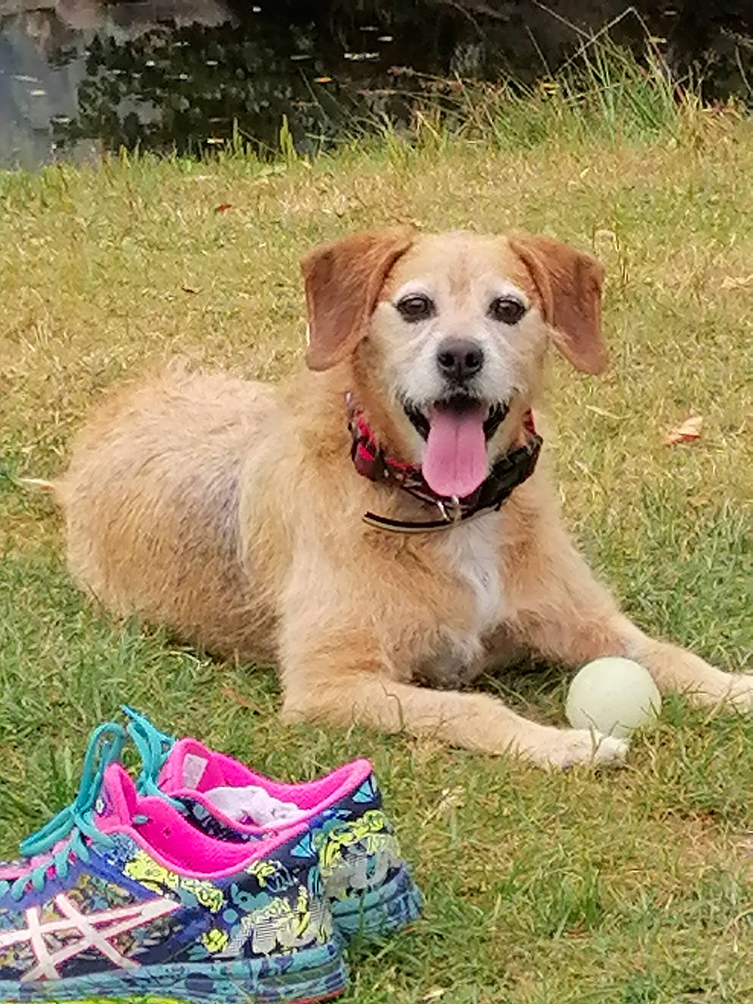 Ody participe au concours pour gagner de l'argent avec cette photo : carnivore, collar, companion_dog, dog, dog_breed, dog_collar, dog_supply, fawn, grass, gun_dog, happy, labrador_retriever, leash, luggage_and_bags, plant, retriever, snout, soil, tail, working_animal