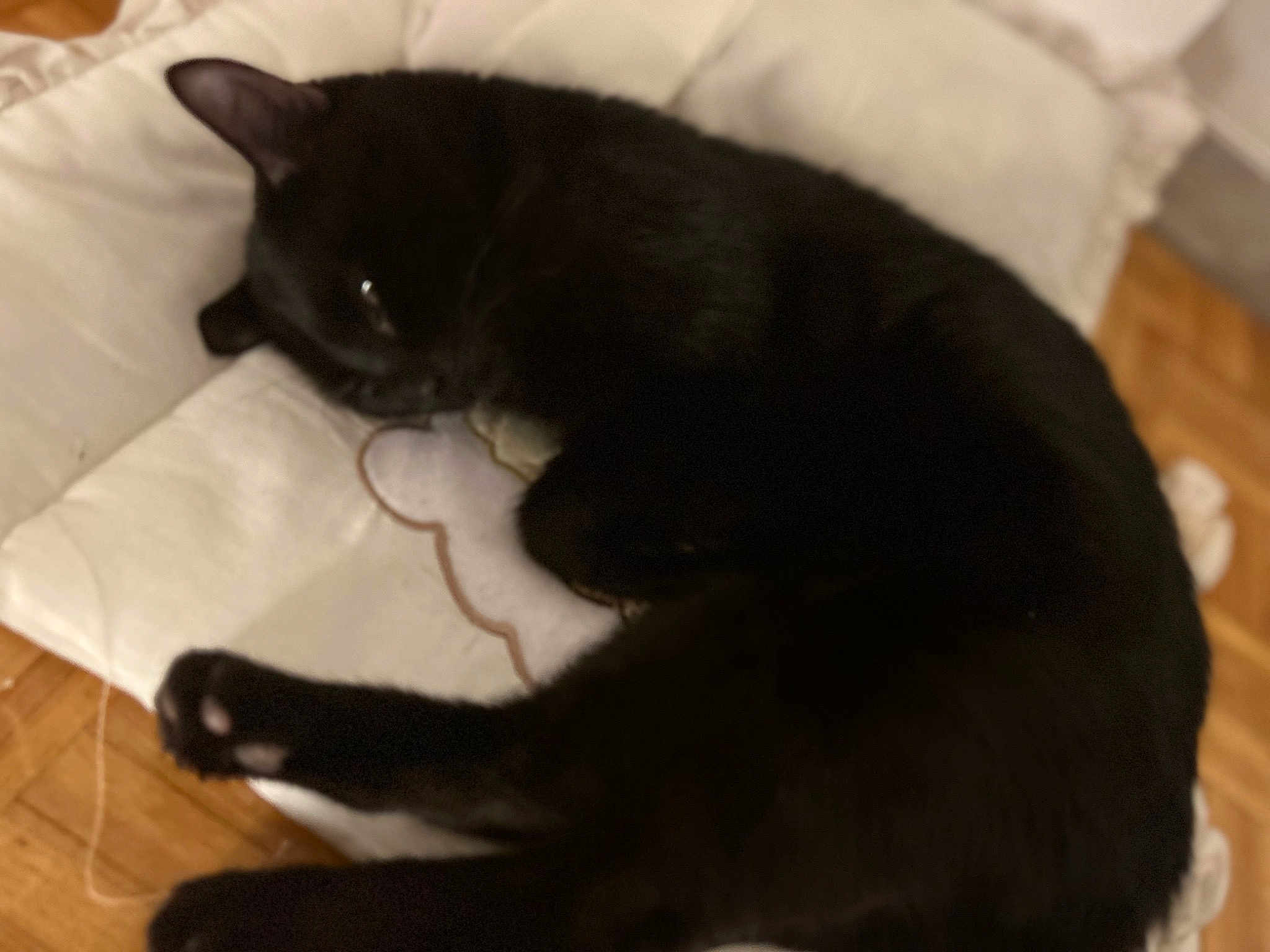 Blacky