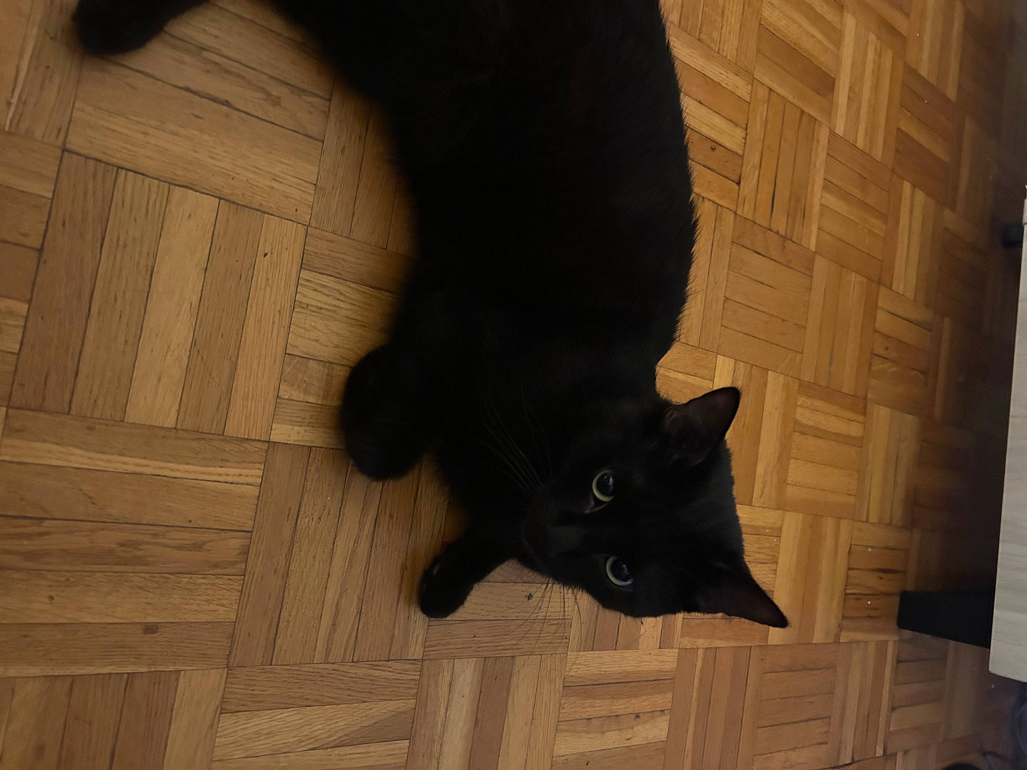 Blacky a rejoint le concours — aidez-le/la à gagner de superbes lots ! black_cat, bombay, brown, carnivore, cat, comfort, dog_breed, domestic_short_haired_cat, felidae, floor, flooring, fur, hardwood, human_leg, small_to_medium_sized_cats, snout, tail, whiskers, wood, wood_stain