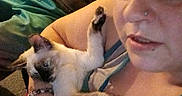 Marshmallow joined the competition — help win amazing prizes! person, cat, kitten, siamese_cat, indoor, holding, relaxed, casual, sitting, phone, blue_shorts, gray_shirt, bracelet, nose_ring, furniture, couch, hand, pet, animal, portrait