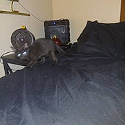 Midnight is registered to the contest to win money with this photo: cat, black_cat, pet, animal, feline, bed, bedroom, blanket, sleeping, lying_down, glowing_eyes, indoor, furniture, fan, speaker, nighttime, relaxed, home, portrait, cozy