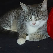 Mitten joined the competition — help win amazing prizes! cat, kitten, gray_cat, white_fur, tabby, sleeping, relaxed, closed_eyes, whiskers, pink_nose, paws, animal, pet, feline, close_up, portrait, indoors, cushion, dark_background, cute
