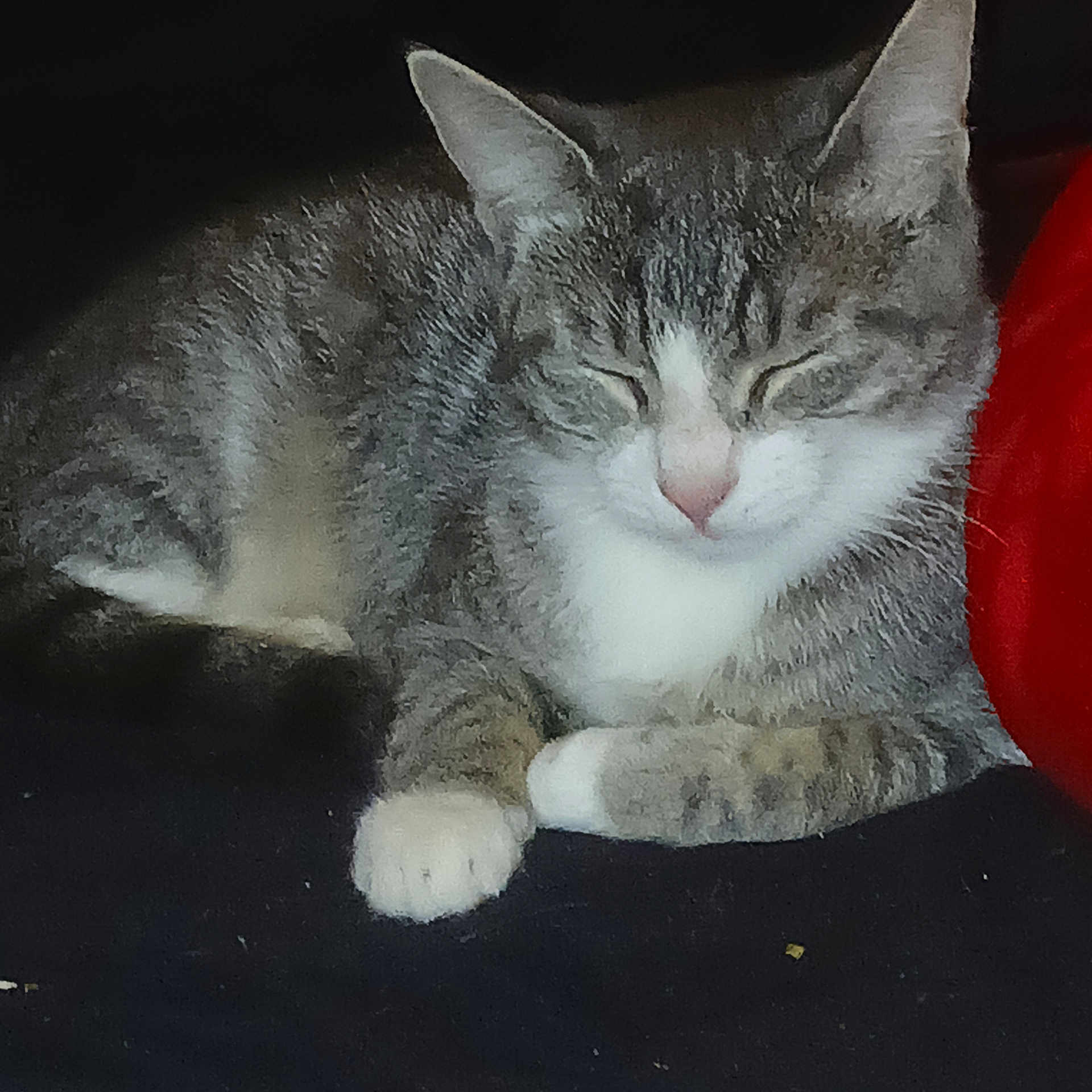 Mitten
