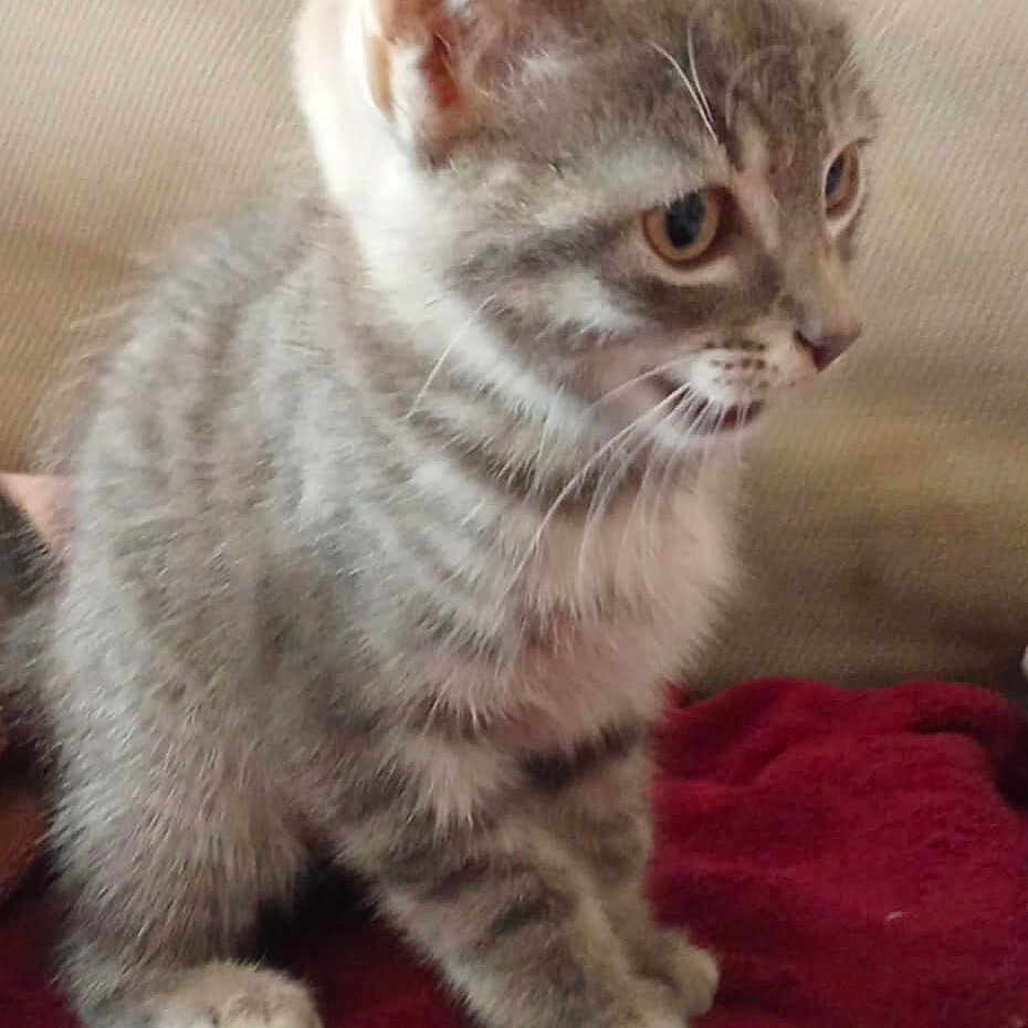 Gribouille a rejoint le concours — aidez-le/la à gagner de superbes lots ! animal, blanket, cat, curious, cute, domestic_cat, ears, eyes, feline, fur, gray_tabby, indoor, kitten, mammal, paws, pet, sitting, small, whiskers, young