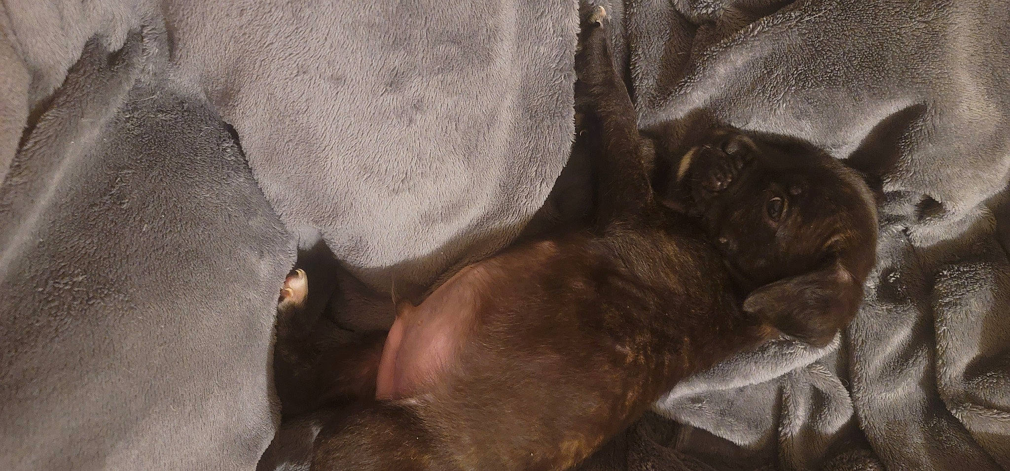 Mowgli is registered to the contest to win money with this photo: brown, canidae, carnivore, comfort, companion_dog, dog, dog_breed, fawn, fur, grey, guard_dog, hardwood, liver, nap, non_sporting_group, sleep, snout, sporting_group, terrestrial_animal, working_animal