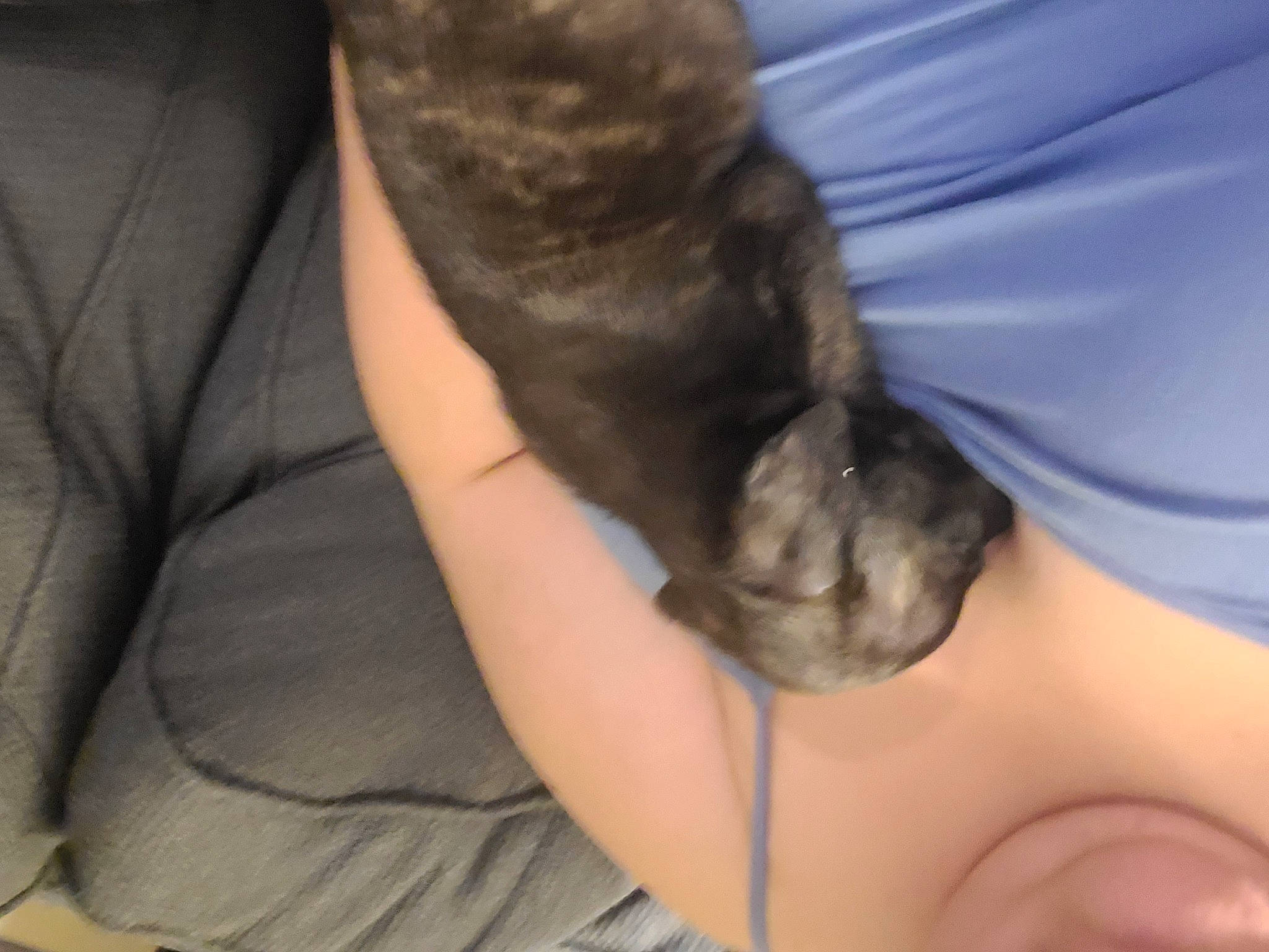 Mowgli is registered to the contest to win money with this photo: carnivore, cat, comfort, elbow, eyelash, fawn, felidae, finger, gesture, human_leg, joint, knee, long_hair, nail, neck, small_to_medium_sized_cats, thigh, thumb, whiskers, wrist