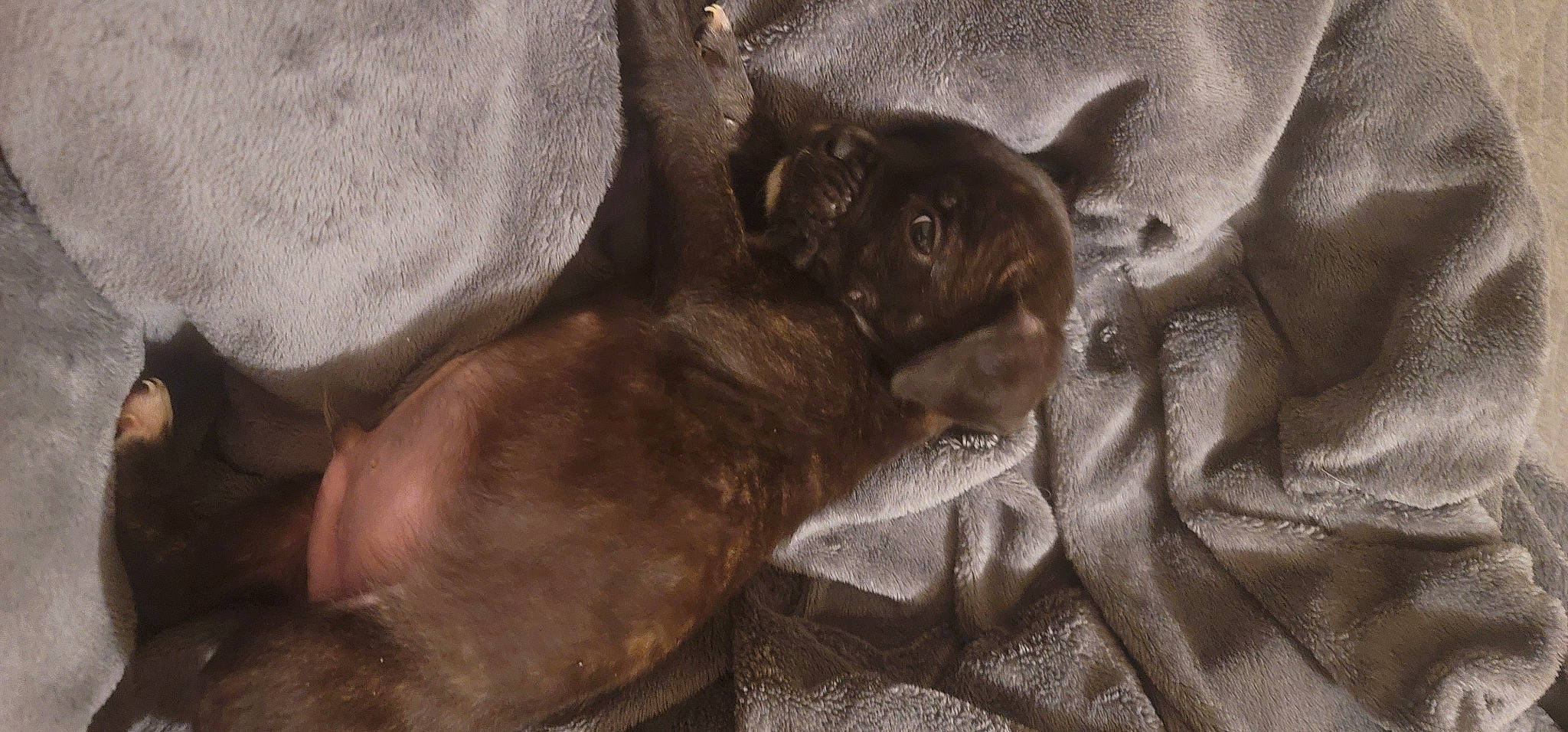 Mowgli joined the competition — help win amazing prizes! black_cat, canidae, carnivore, comfort, companion_dog, dog, dog_breed, fawn, felidae, fur, grey, liver, small_to_medium_sized_cats, snout, sporting_group, terrestrial_animal, toy_dog, whiskers, wildlife, working_animal