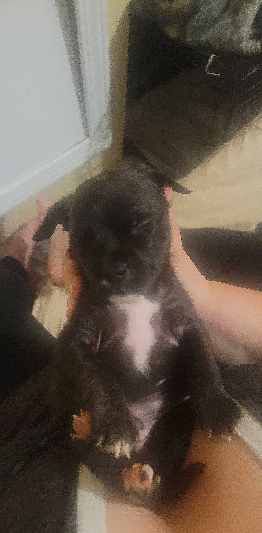 Mowgli joined the competition — help win amazing prizes! carnivore, cloud, comfort, companion_dog, dog, dog_breed, ear, fawn, felidae, fur, mammal, paw, puppy_love, selfie, small_to_medium_sized_cats, snout, tail, toy_dog, whiskers, working_animal