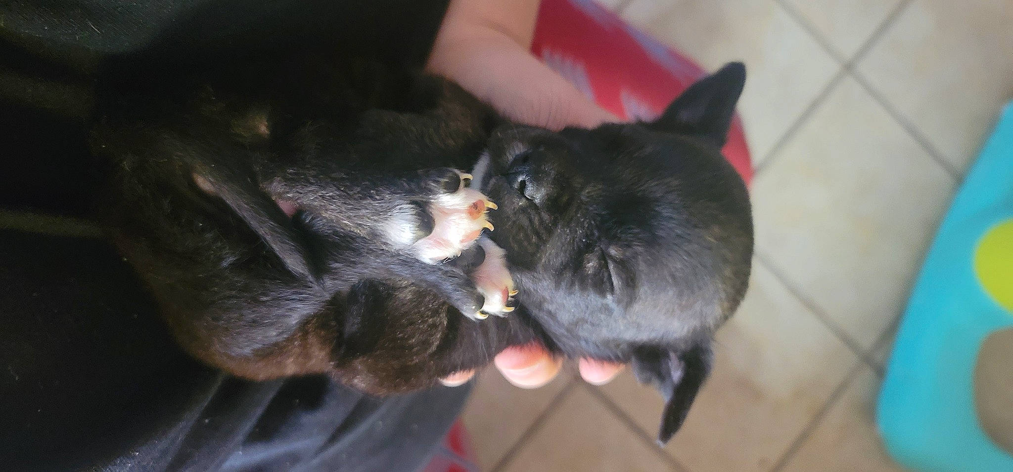 Mowgli joined the competition — help win amazing prizes! black_cat, canidae, carnivore, cat, claw, comfort, companion_dog, dog_breed, domestic_short_haired_cat, ear, felidae, fur, gesture, guard_dog, nail, paw, schipperke, small_to_medium_sized_cats, tail, whiskers