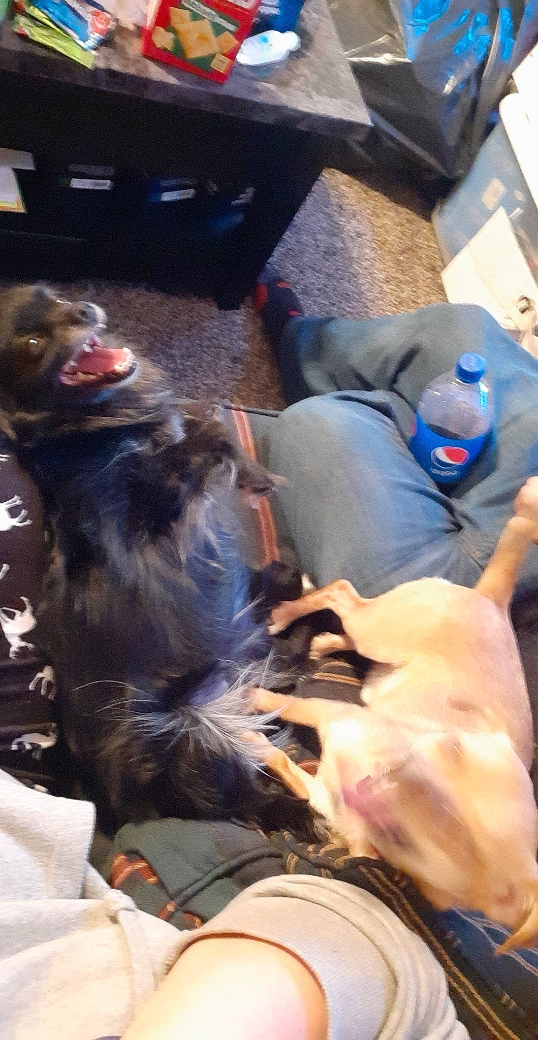 Tucker is registered to the contest to win money with this photo: canidae, claw, common_chimpanzee, companion_dog, dog_breed, feather, felidae, fun, fur, gesture, hat, primate, sitting, snout, sporting_group, tail, terrestrial_animal, tradition, tree