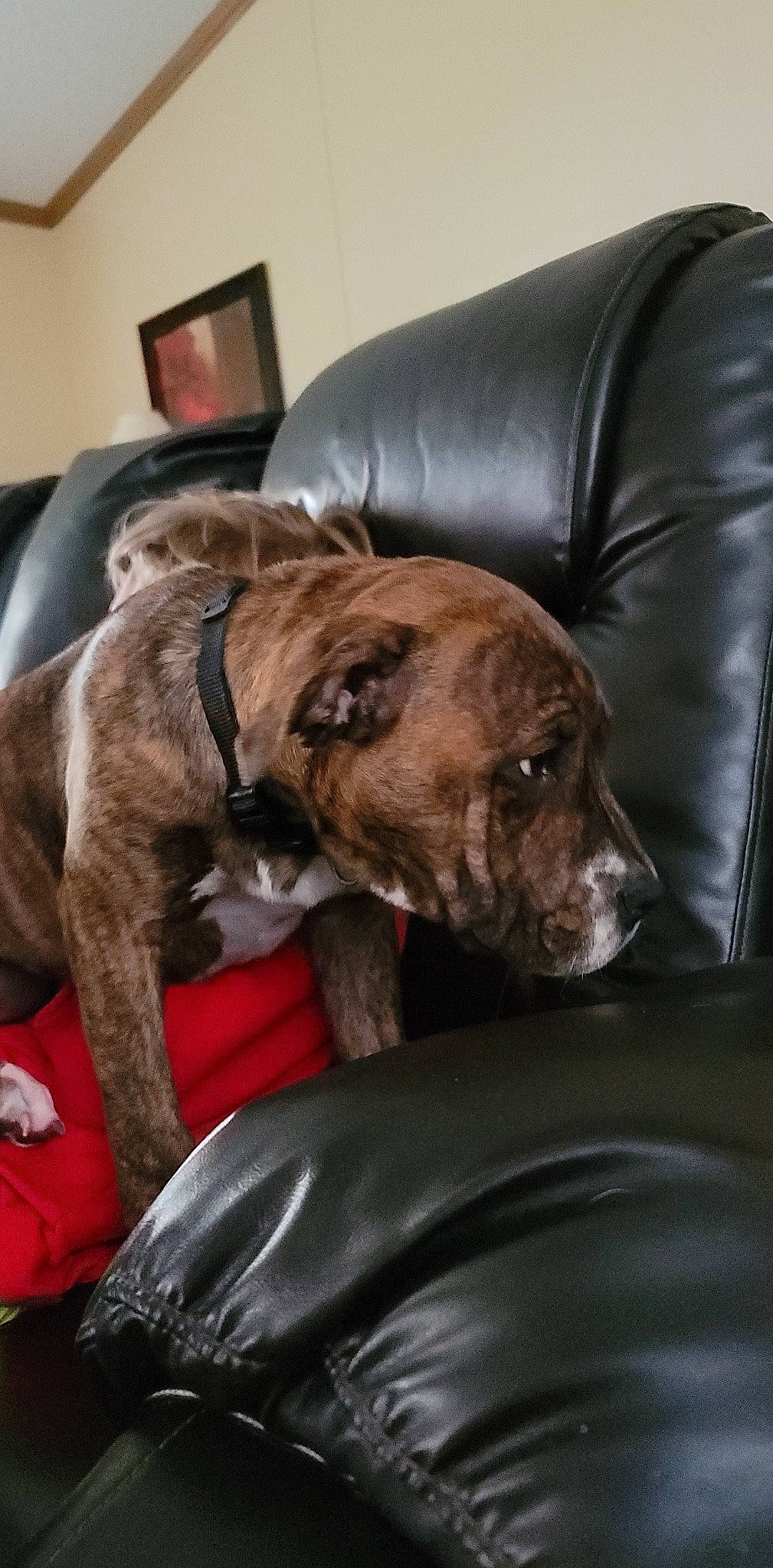 Talos is registered to the contest to win money with this photo: brown, carnivore, chair, collar, comfort, companion_dog, dog, dog_breed, dog_collar, fawn, fur, guard_dog, liver, picture_frame, room, snout, sporting_group, whiskers, working_animal, wrinkle