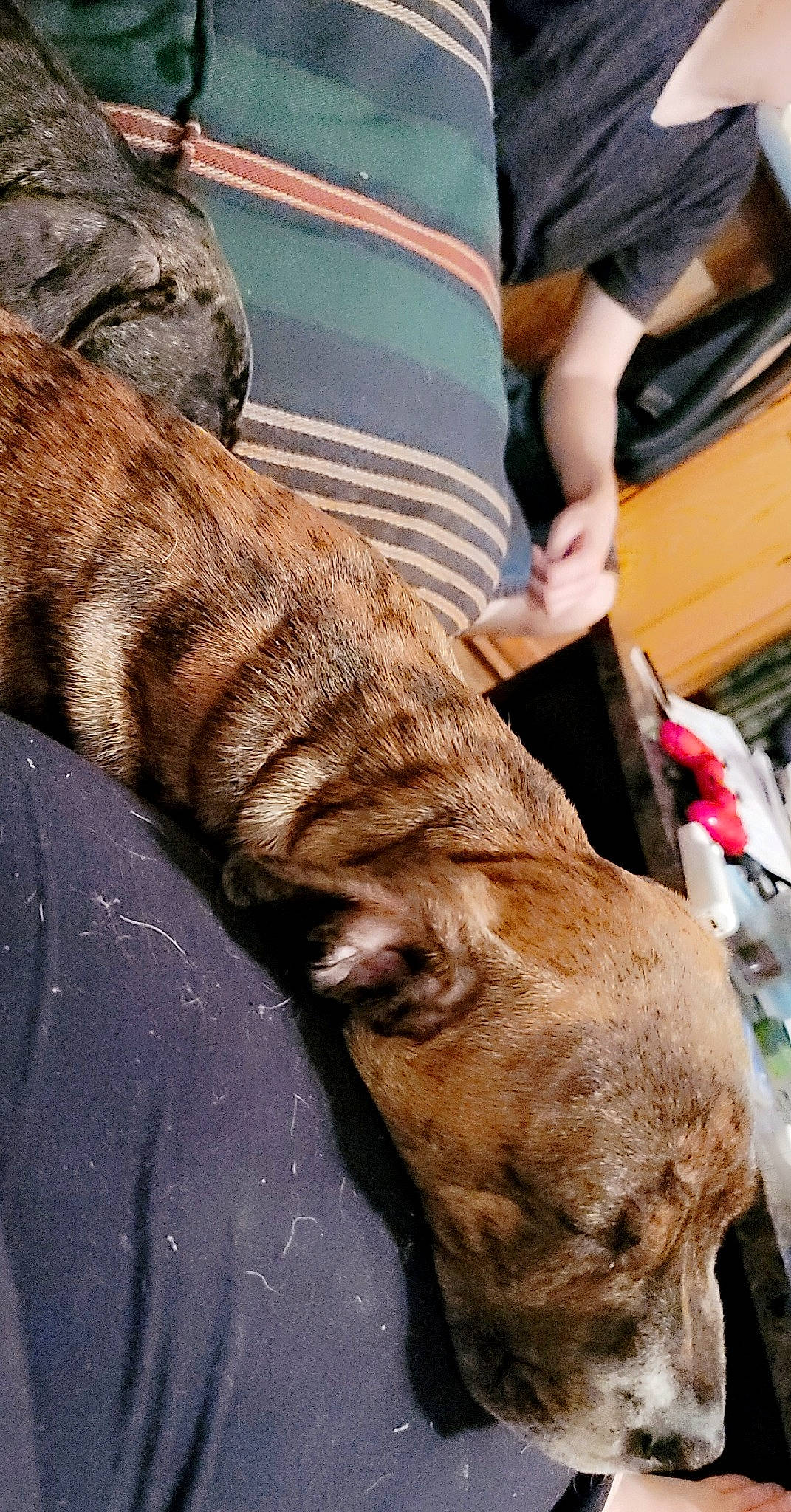 Talos joined the competition — help win amazing prizes! canidae, collar, comfort, companion_dog, dog, dog_breed, dog_collar, fawn, felidae, fur, hat, human_leg, leash, liver, snout, tail, whiskers, wood, working_animal, wrinkle